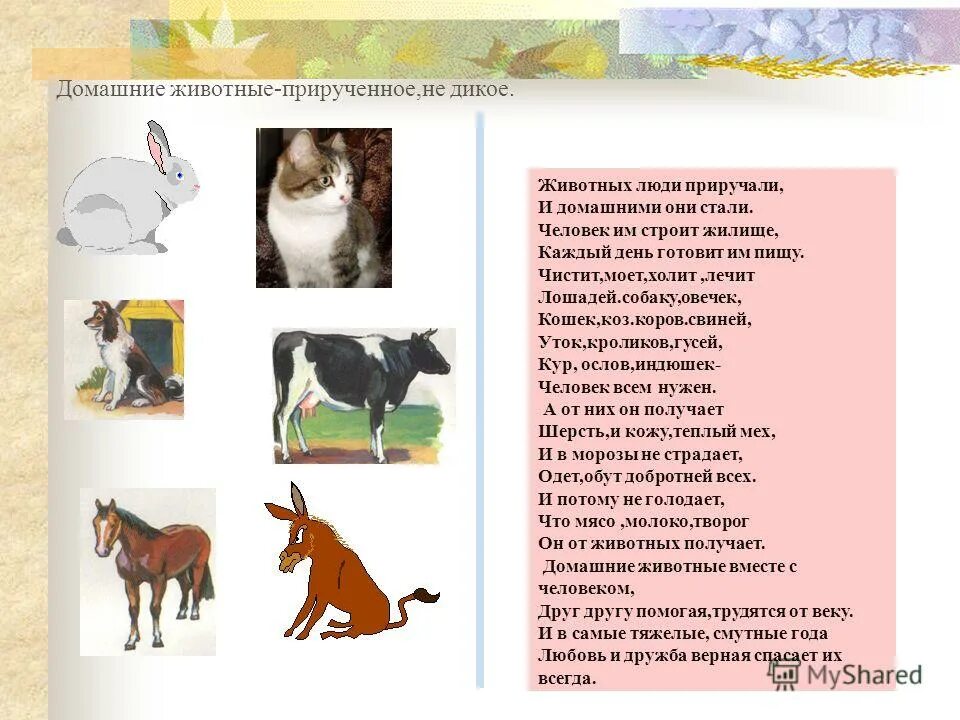 зачем человеку домашние животные. почему люди заводят домашних питомцев. зачем мы заводим домашних животных. зачем человеку домашние животные. польза домашних животных для детей.