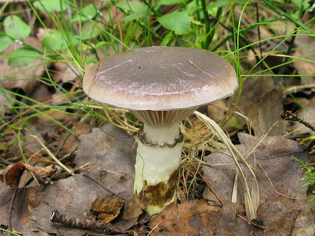 Мокруха еловая гриб. Мокруха еловая. Мокруха еловая гриб. Гриб еловая мокруха съедобный. Гриб еловая мокруха съедобный.