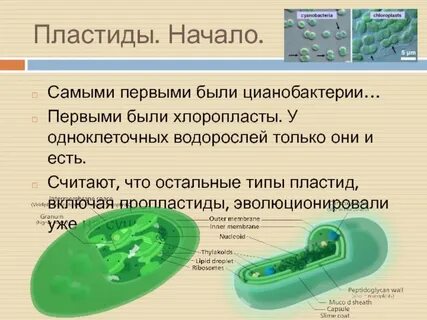 Как размножаются цианобактерии