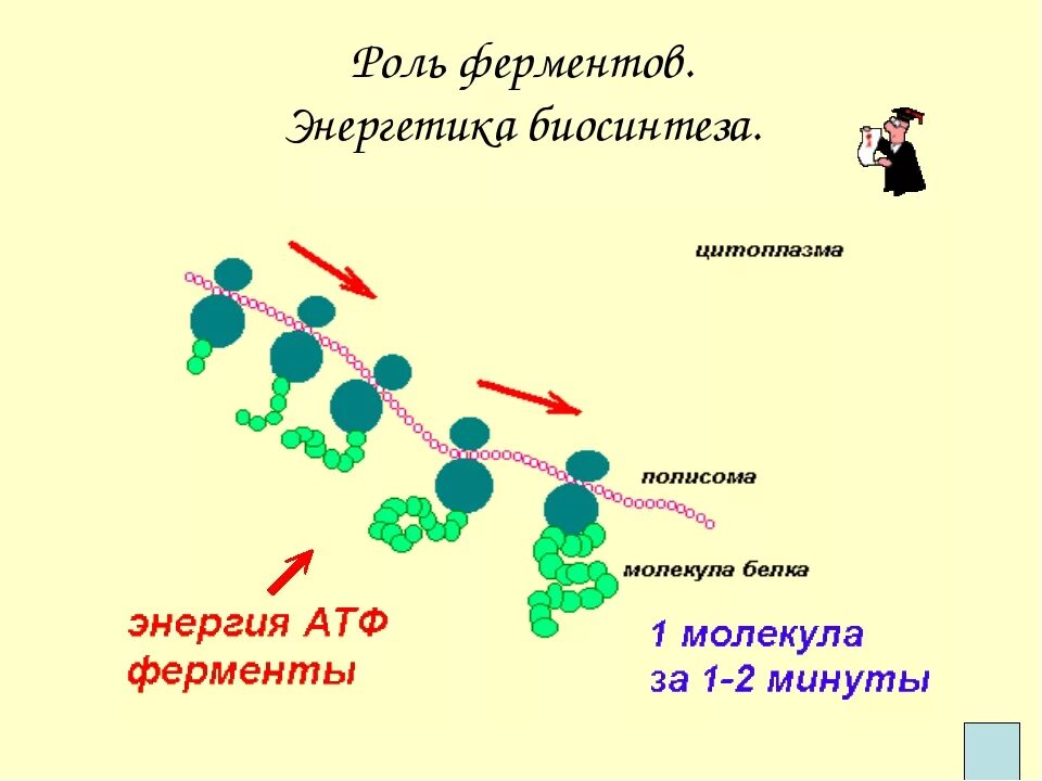 Биология задачи на биосинтез белка. Биосинтез белка 10 класс. Биосинтез белка схема. Роль биосинтеза. Биосинтез белка презентация.