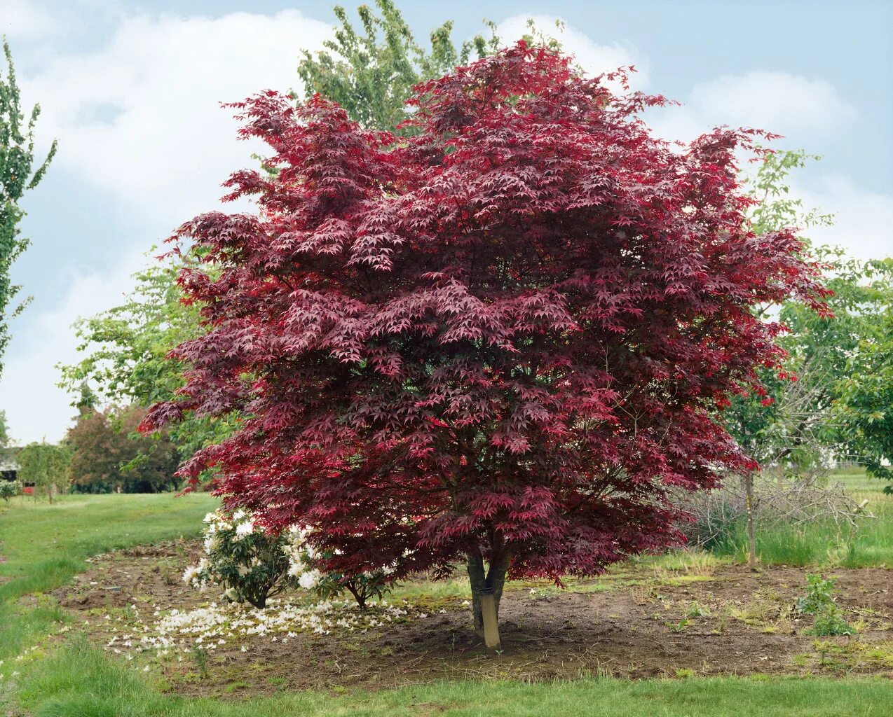 Клен асер. Клен веерный бладгуд. клен palmatum bloodgood. acer palmatum &#039;bloodgood&#039;. клен acer palmatum bloodgood.