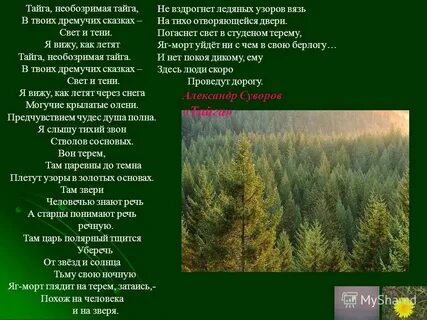 Текст про тайгу