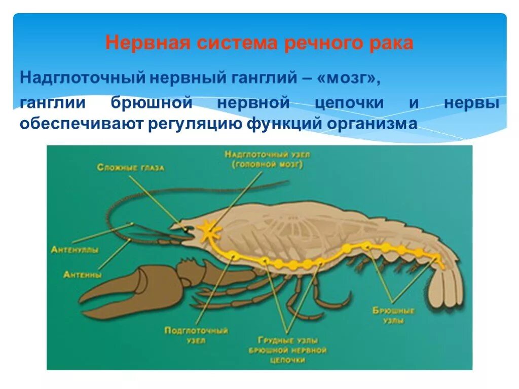 Как дышат раки. Нервная система ракообразных. Нервная система членистоногих ракообразные. Нервная система ракообразных схема. Строение нервной системы ракообразных.