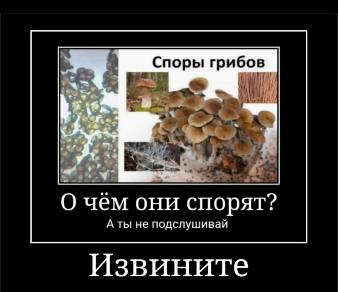 Неизвестно о чем они спорили. Мемы про грибы. Мемы про споры грибов. Смешные шутки про грибы. Гриб Мем.