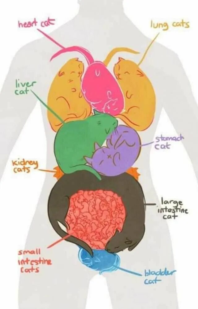 Cat organ. Внутренние органы обнимаются. Органы смешные картинки. Шуточная анатомия человека. Внутренние органы обнимаются картинка.