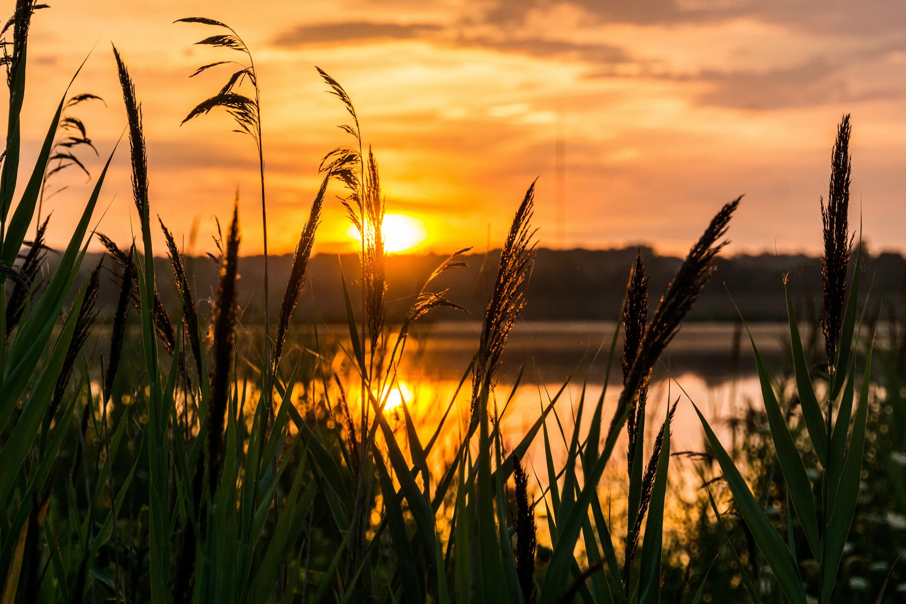 Comes natural. Трава на рассвете. Утренняя природа. Травинки на закате. Камыш на закате.