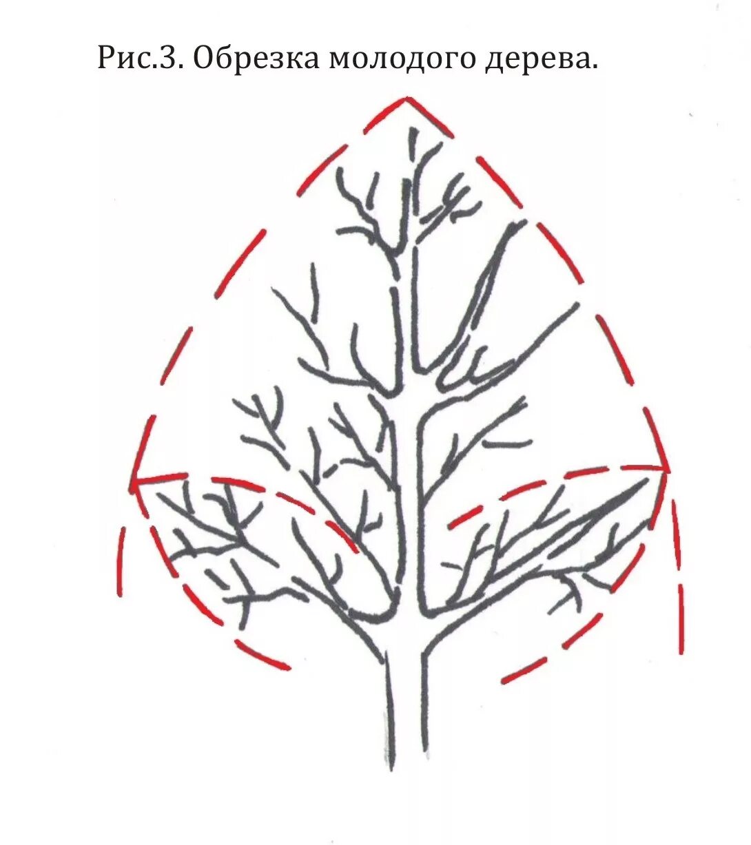 Обрезать яблоню весной правильно. Подрезка яблонь весной схема. Схема обрезки плодовых деревьев осенью. Схема обрезки плодовых деревьев весной