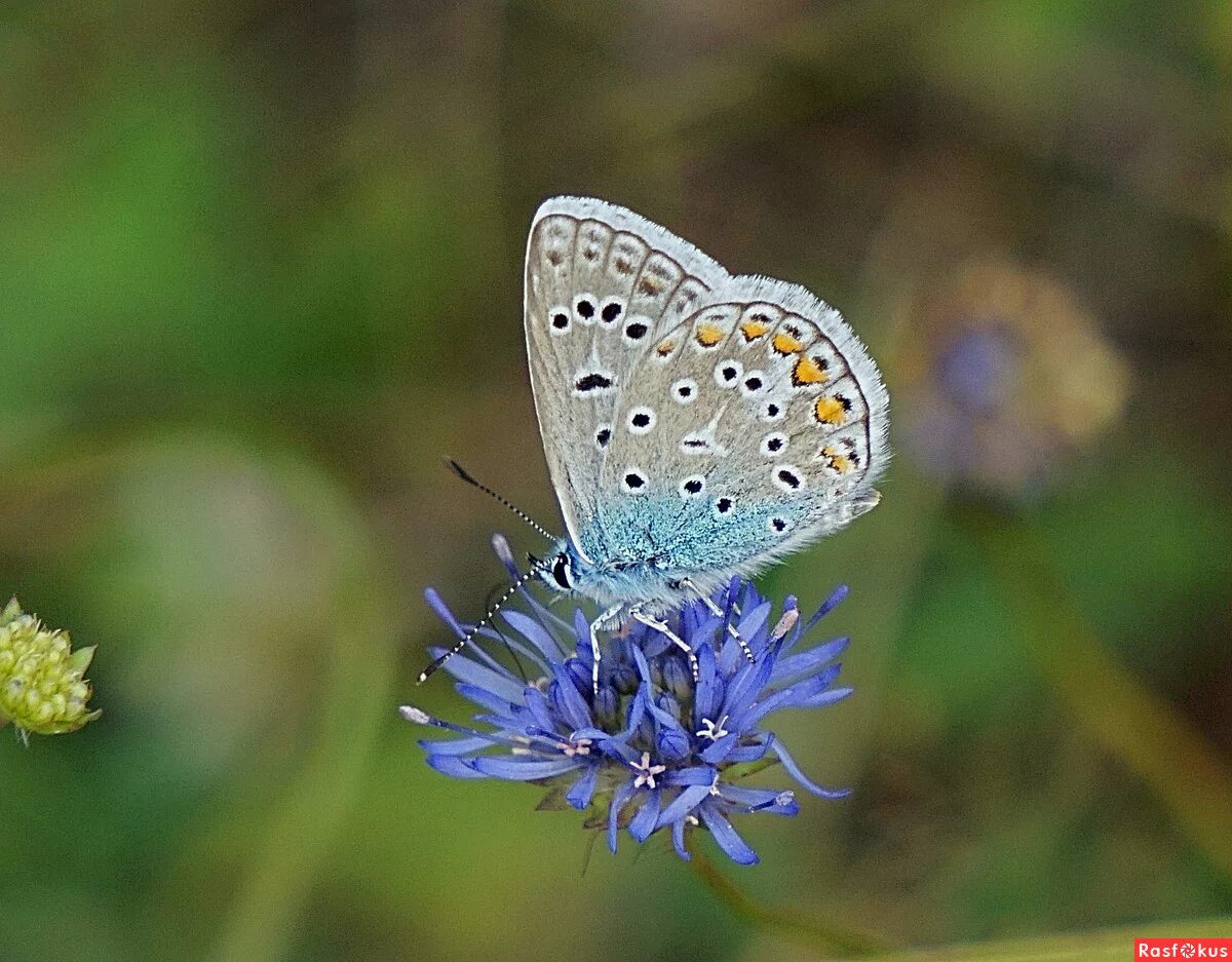 Голубянки чудесной shijimiaeoides divina