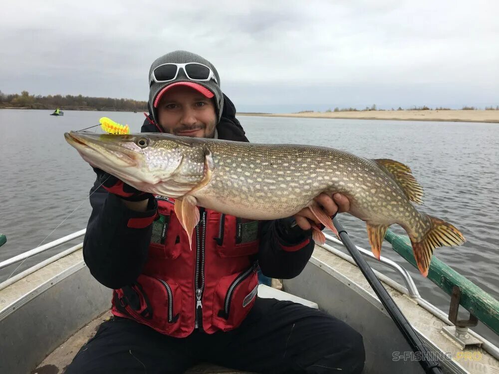 Фото жереха и судака. Глаза как у судака. Щука весной. Вести с водоемов нижняя волга. Вести с водоемов нижняя волга.