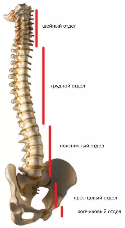 Lumbar Osteoarthritis Degenerative Arthritis - Health Education Men health tips,