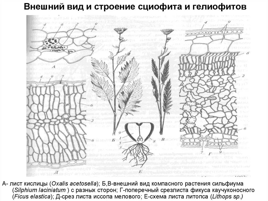 Строение листьев экологических групп растений