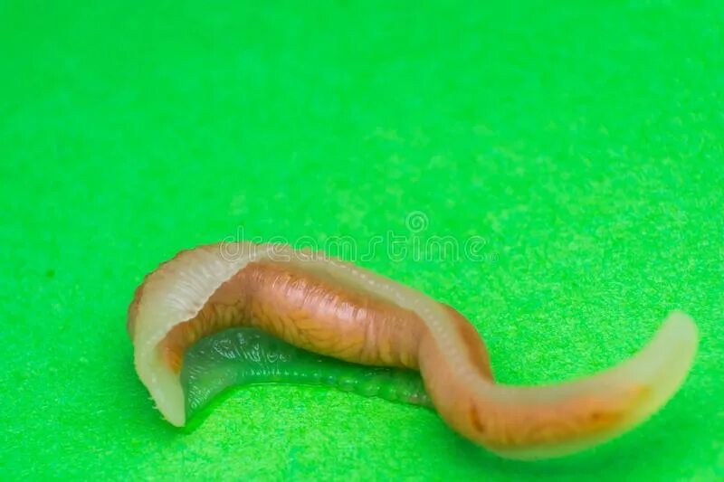 Haemadipsa zeylanica. Язык червяка. Лингватулез паразитология. Большая ложноконская пиявка. Японская горная пиявка haemadipsa zeylanica.