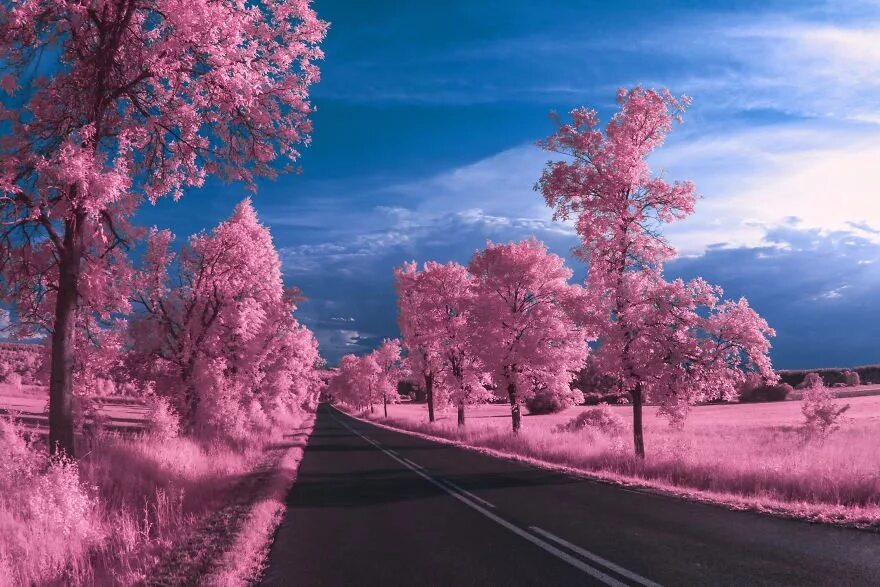 Розовая природа