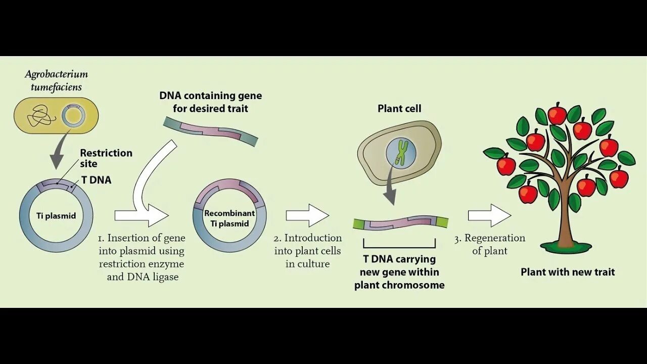 Агробактерии tumefaciens. Бактерия Agrobacterium tumefaciens. Заражения растения Agrobacterium tumefaciens. Трансформация растений с помощью агробактерий. Пересадка генов днк бактерий