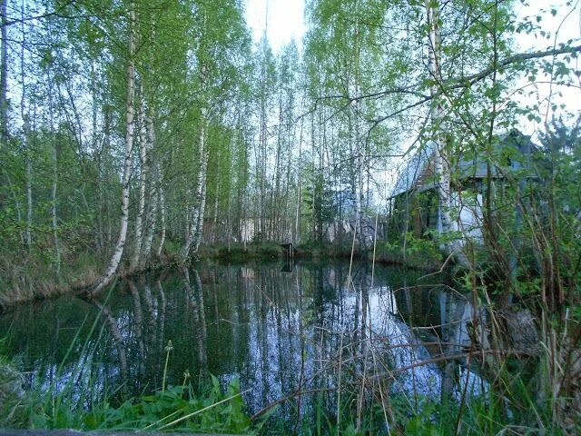 Погода на мшинско обл лен. Мшинское садоводство. Мшинская зимой фото. Мшинская (посёлок). Погода на мшинско обл лен.