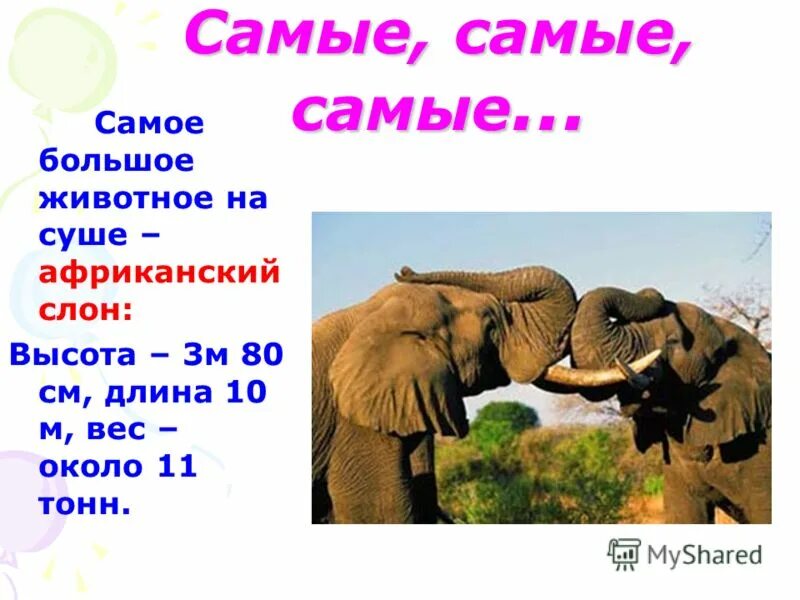 Самый самый ру. Высота слона. Самые самые животные презентация. Высота африканского слона. Тема самые самые.