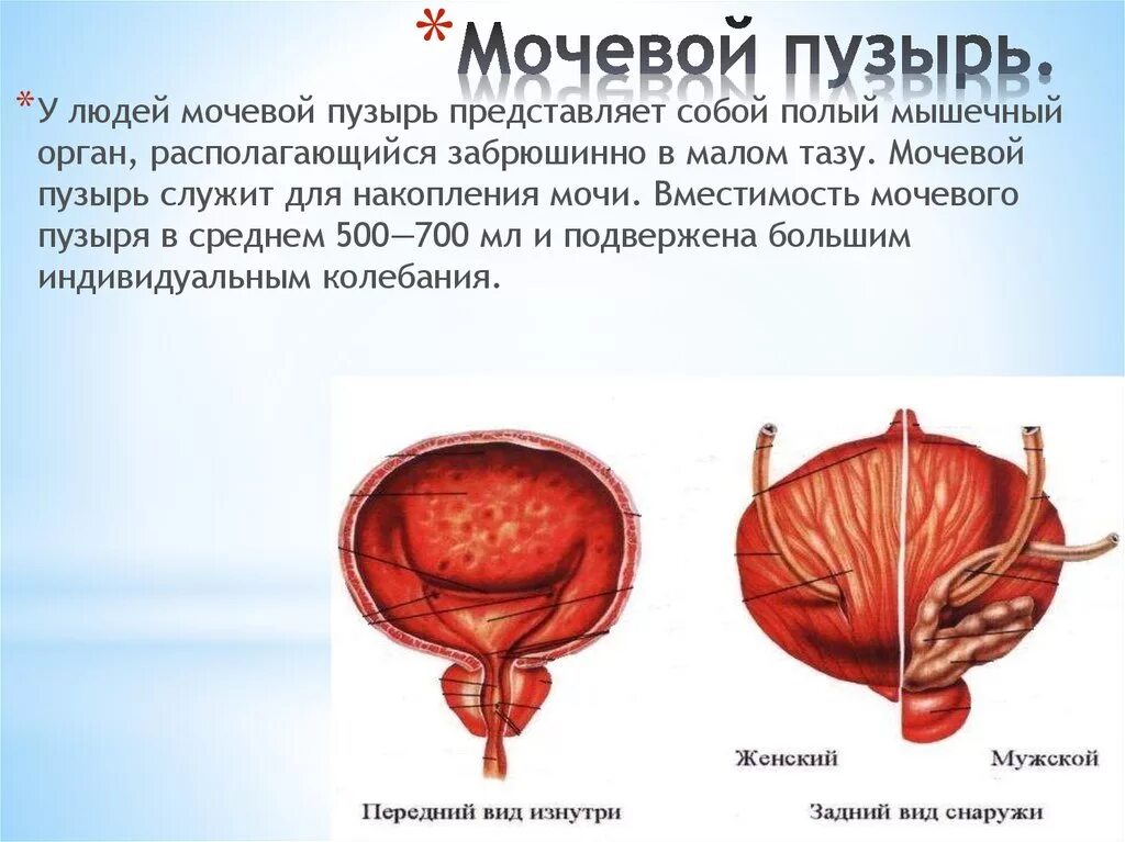 Расслабленный мочевой пузырь. Строение мочевого пузыря анатомия человека. Женский мочевой пузырь строение анатомия. Строение мочевого пузыря медунивер. Строение наружной оболочки мочевого пузыря.