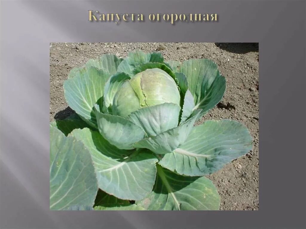 Капуста огородная автотрофы. Капуста Огородная. Царство капуста Огородная. Капуста Огородная форма жилкования листа капуста Огородная. Cabbage Clone incubators.