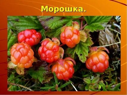 Почему говорят ягода