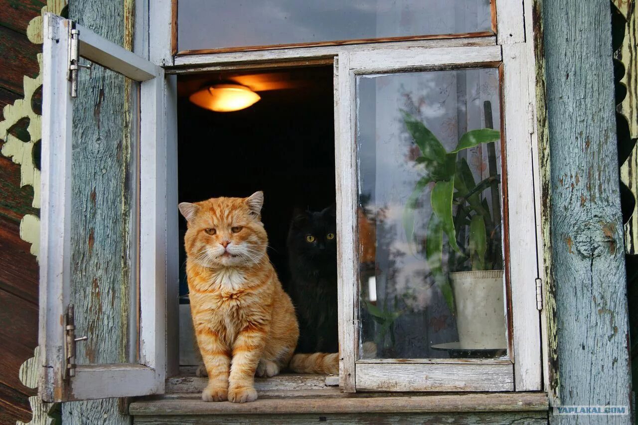 Кот открывает окно. Деревенские коты. Котик у окна. Кошки на окошке. Котик на окне в деревне.