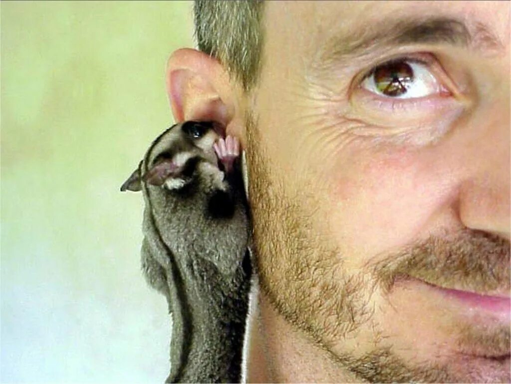 Орган слуха человека воспринимает частоту звуковых колебаний. Люди с ушами животных. Орган слуха у разных животных. Дарвинов бугорок рудимент. Строение уха человека.