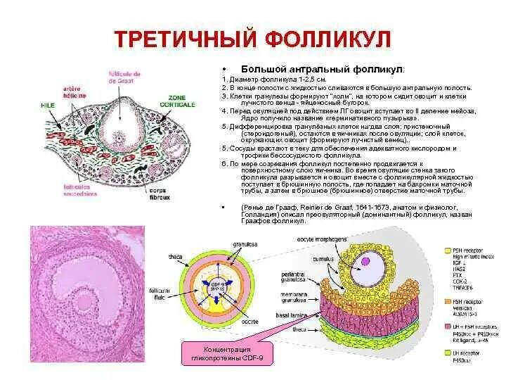 Строение антрального фолликула. Примордиальный фолликул и антральный. Третичные (антральные) фолликулы. Стадии развития фолликула. Три фолликула