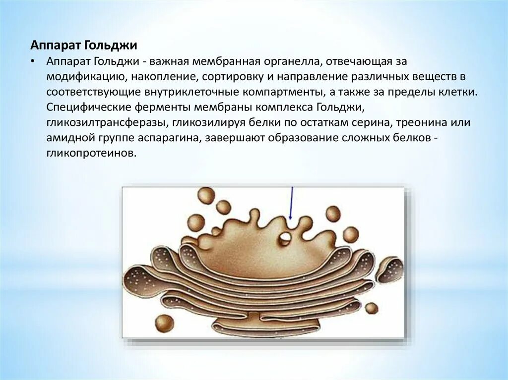 Аппарат Гольджи у растительной клетки строение. Аппарат Гольджи строение и функции мембран. Строение органоида комплекс Гольджи. Комплекс Гольджи органеллы и функции. Выполняет секреторную функцию аппарат гольджи