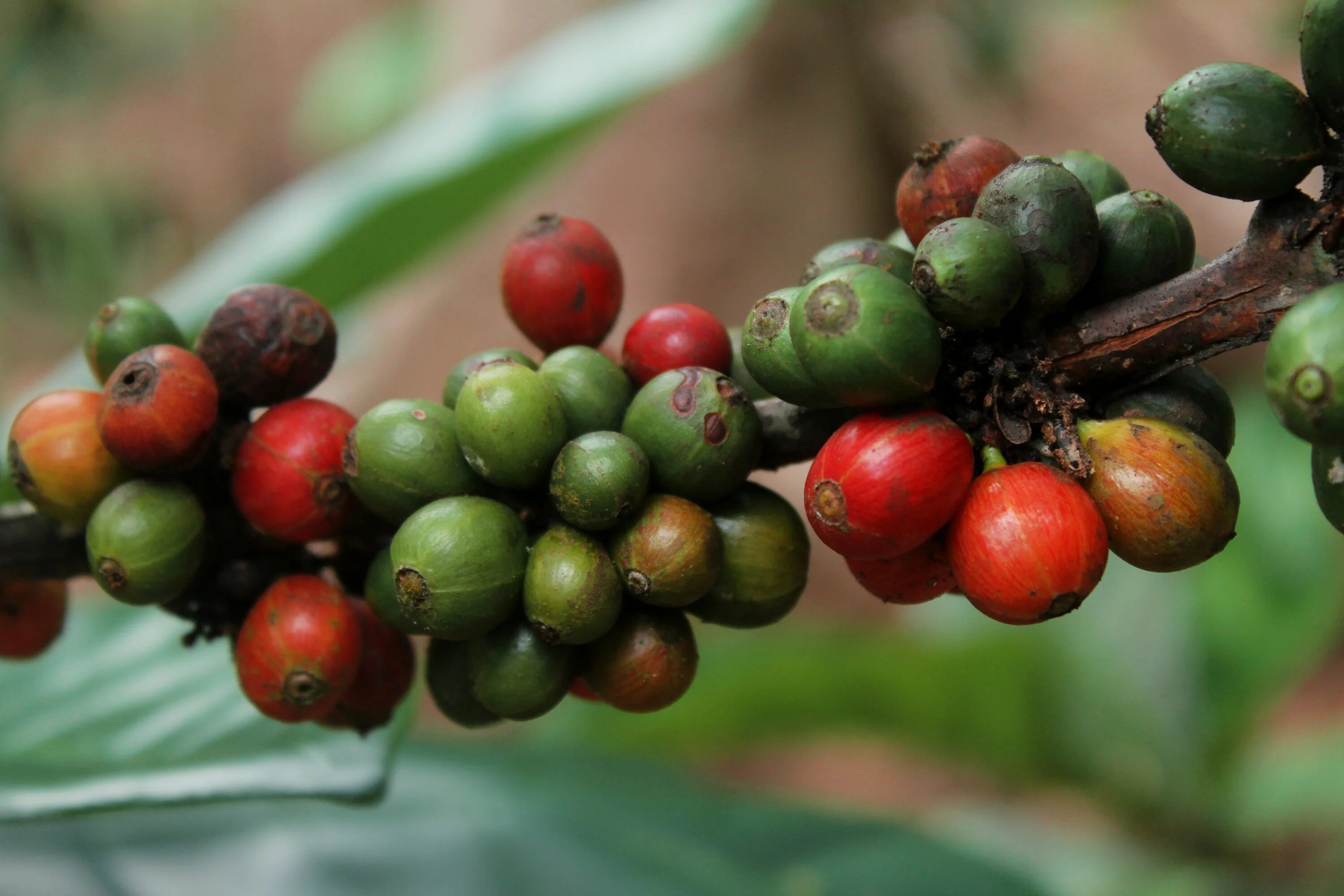 Кофе это фрукт. Hypothenemus hampei. Плоды кофейного дерева. Робуста ягода. Кофе растение с плодами.