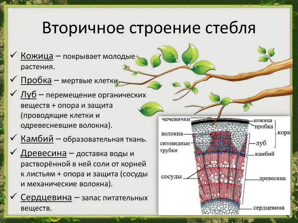 Камбий сосуды устьица древесинные волокна какое понятие. Строение растения черешок. Биология 6 кл строение стебля. Внешнее и внутреннее строение стебля. Биология внутреннее строение стебля кожица.