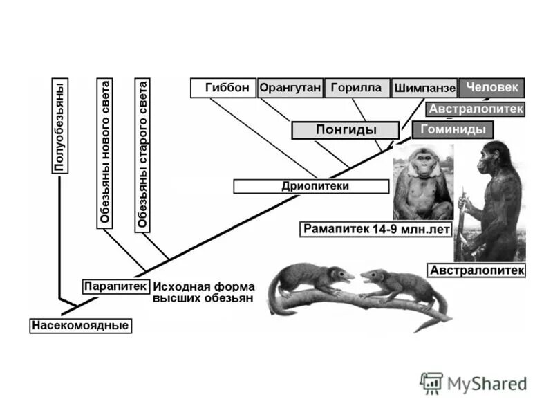 контрольная по биологии 11 класс антропогенез