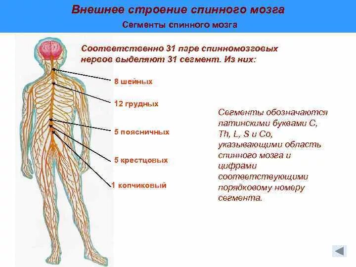 31 Спинномозговых нервов. Сплетения спинномозговых нервов. Строение спинномозговых нервов. Спинномозговые нервы анатомия строение спинномозгового нерва. Сколько пар спинномозговых нервов отходит от спинного