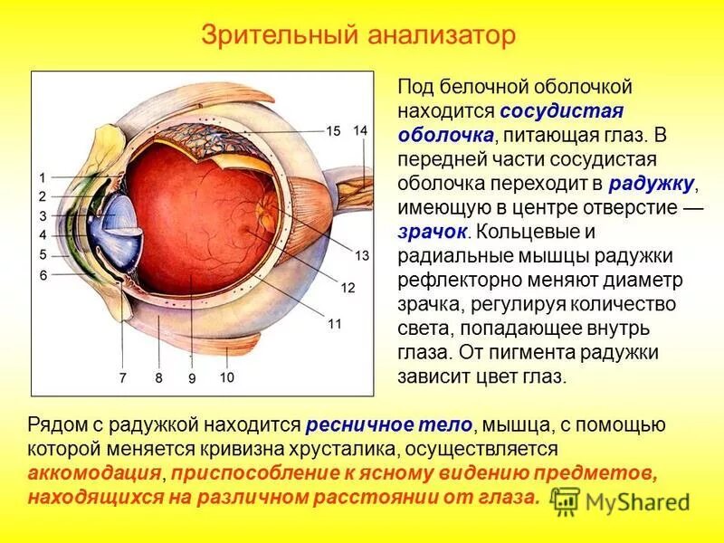 3 части сосудистой оболочки глаза