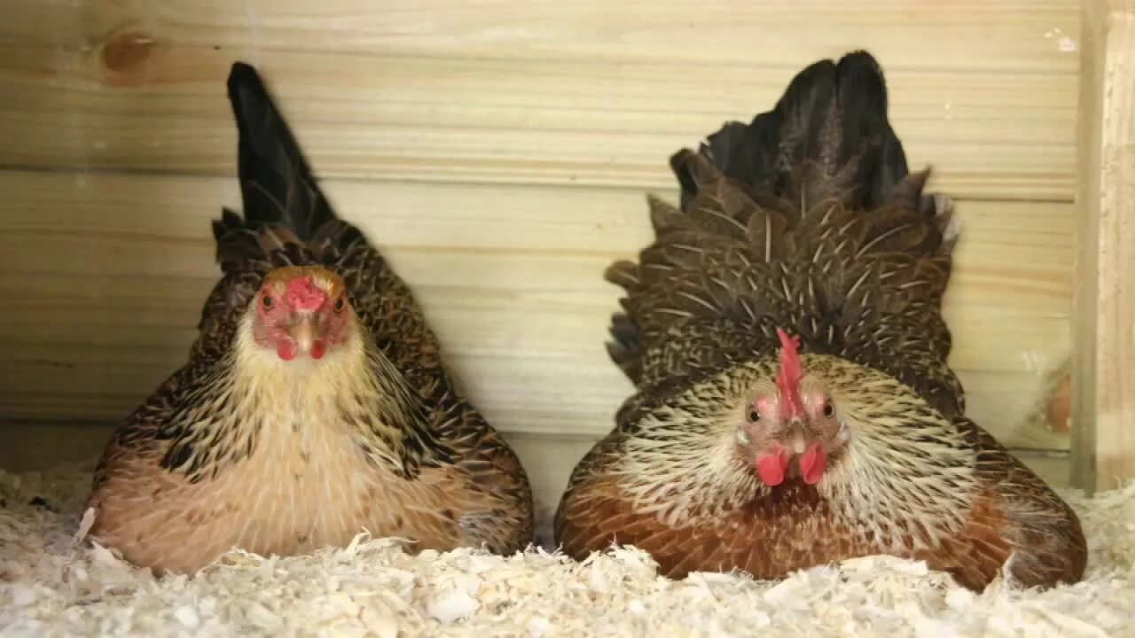 Дом 2 курица. Курица на насесте. Курицы в курятнике. Курица на жердочке. Курицы сидят на жердочке.