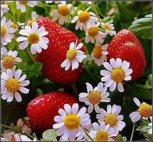 Pin von Irina Solovyova* auf Yummy (вкусняшки) Blüten, Essen, Pippi