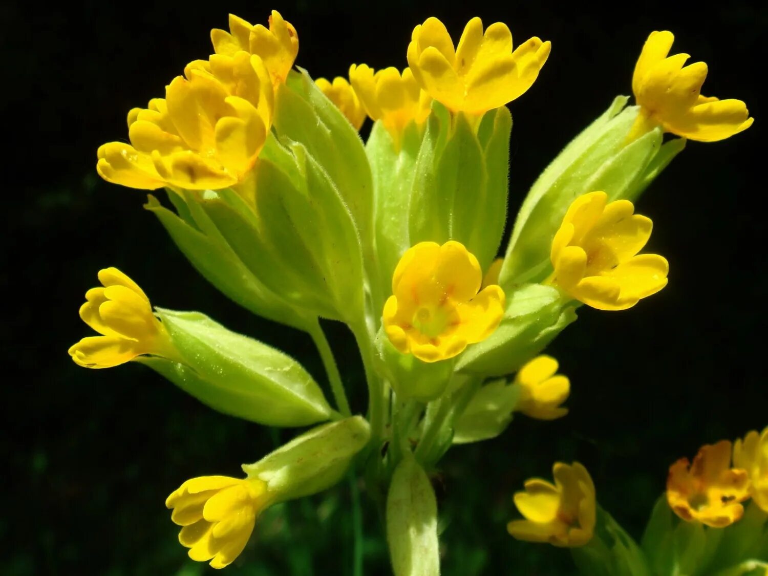 Первоцвет лечебный. Первоцвет весенний примула баранчики. Первоцветы примула Верис. Примула, первоцвет, баранчики. Первоцвет весенний (Primula veris).