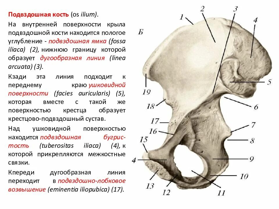 Подвздошная кость находится. Подвздошная кость анатомия человека. Подвздошный гребень анатомия. Гребень крыла подвздошной кости. Гребень подвздошной кости анатомия.