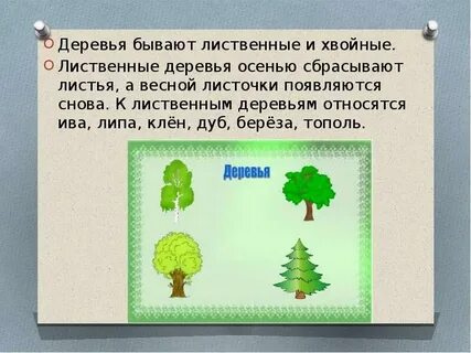 Хвойные материал лиственные