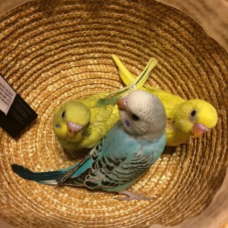 Заводчики волнистых. Заводчики волнистых попугаев в рязани. Заводчики волнистых попугаев в рязани. Волнистый попугай спектр. Заводчики волнистых.