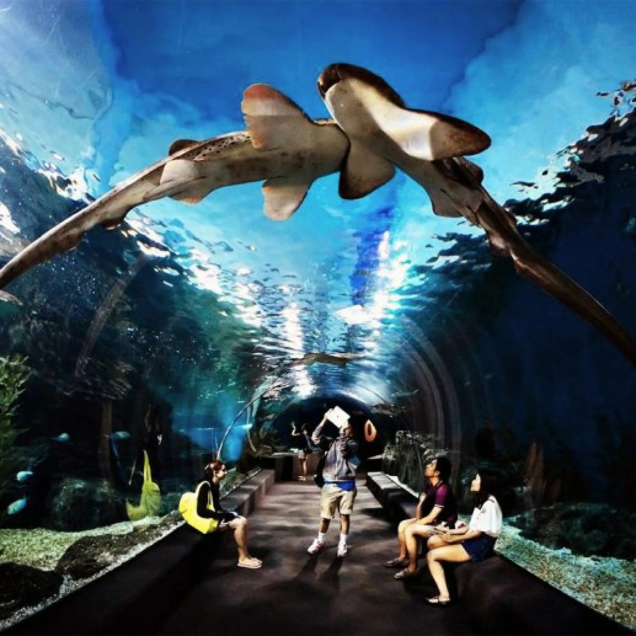 Океанариум Бангкока Siam Ocean. Аквариум Siam Ocean World в Бангкоке. Сиам парагон океанариум. Океанариум Sea Life Бангкок. Отзыв sea life