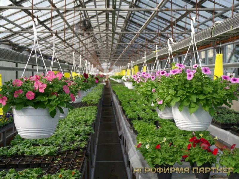 ооо агрофирма кримм. агрофирма спб. агрофирма велес чувашия. агрофирма бор. ооо агрофирма грин г сосновый бор ленинградской области.