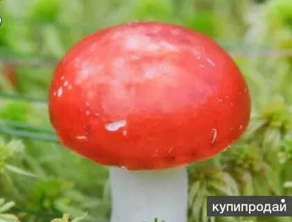 Шляпки красной сыроежки