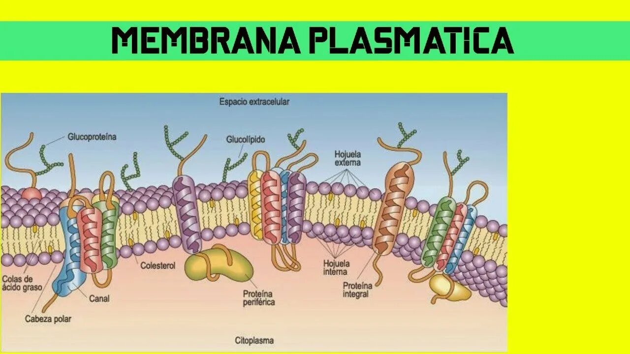 Эукариотическая клетка плазматическая мембрана. Клеточная мембрана цитолемма. Цитоплазматическая мембрана плазмолемма. Плазматическая мембрана и клеточная стенка. Мембрана цитолемма.