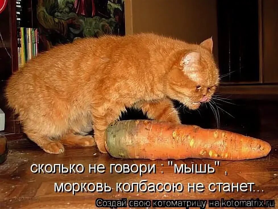 Любимой честный текст. Дам тебе морковку и ты станешь. Говорящая морковка. Кот морковь. Кот с сосисками.