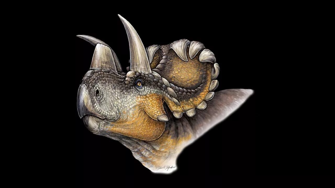 Цератопсы. Wendiceratops pinhornensis. Цератопс и Трицератопс. Трицератопс цератопсиды. Трицератопс гнездо.