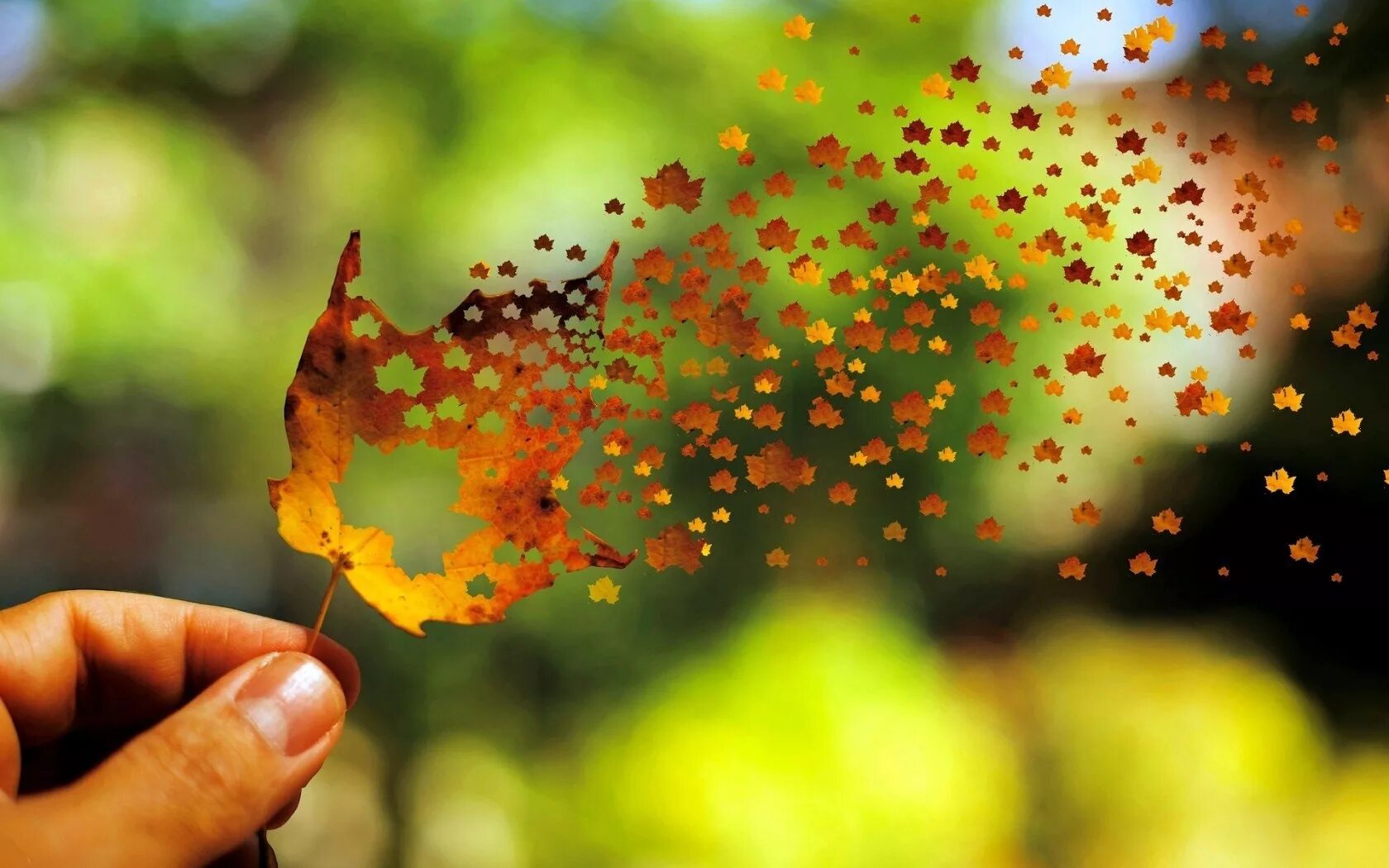 Запах листьев осенью. Осеннее настроение. Позитивная осень. Падающие листья. Лист на ветру.