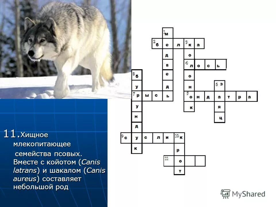 Хищное млекопитающее 5 букв сканворд. Хищное млекопитающее 5 букв сканворд. Карл фаналока. Хищное млекопитающее 5 букв сканворд. Хищное млекопитающее 5 букв сканворд.