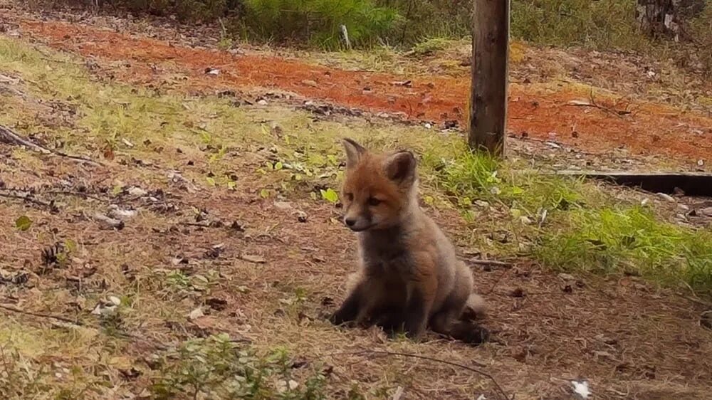Покажи fox. Лиса на Байкале. Лисенок 4 месяца. Осторожно лисы. Покажи мне лису.