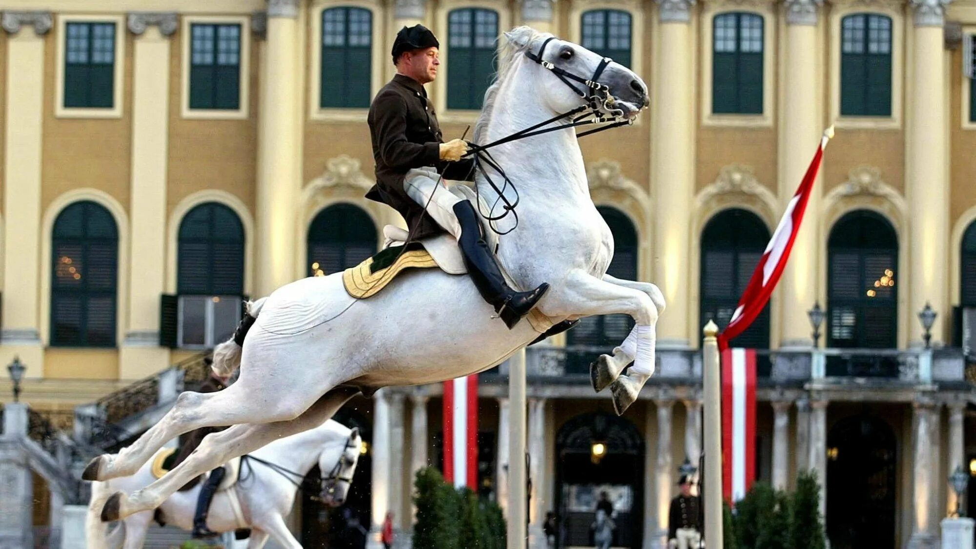 Липицианская лошадь. Липицианская порода. Испанская школа верховой езды в Вене. Липпицианская порода лошадей. Левада испанская школа верховой езды.