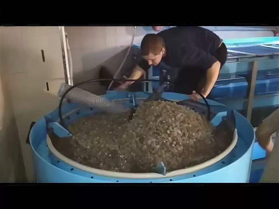 Осетровая ферма узв. Разведение клариевого сома рентабельность. Узв видео. Узв ванна коврик 3д модель. Узв.