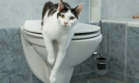 Почему нельзя долго сидеть в туалете: три пугающие причины назвал врач Масленник